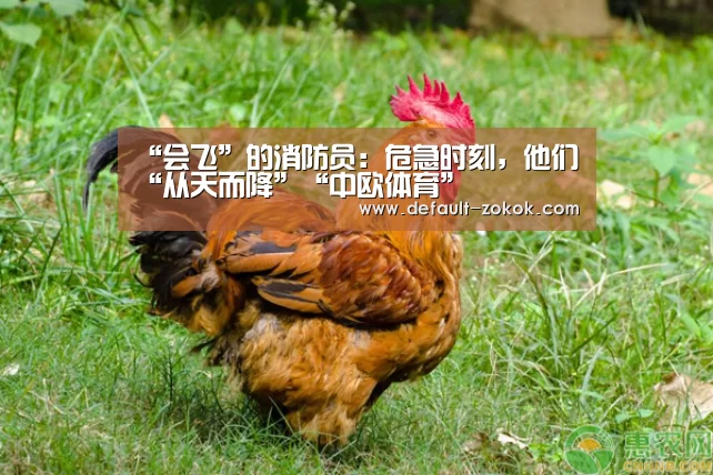 “会飞”的消防员:危急时刻,他们“从天而降”“中欧体育”(图3) 中欧体育